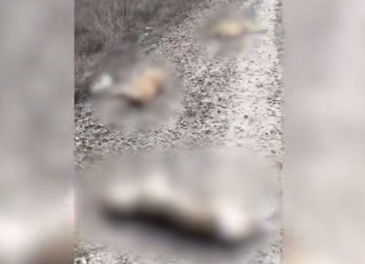 В Волгограде живодеры выставили напоказ истерзанные тела собак с проволокой на шеях