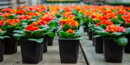 Волжанам покажут массовое цветение однолетних растений