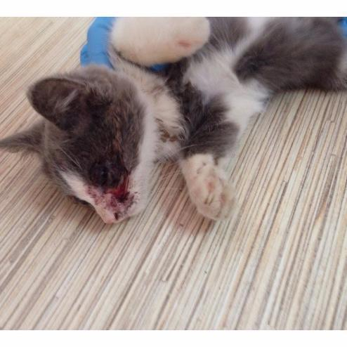 В Волжском подростки крайне жестоко избили бездомного котенка
