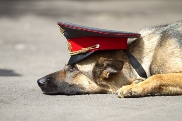 В Средней Ахтубе служебная собака нашла преступника по запаху
