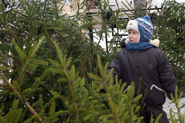 В Волжском организуют пять ярмарок по продаже новогодних деревьев