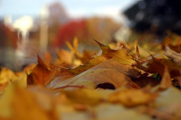 Волжские чиновники считают, что осенью листва должна гнить под ногами
