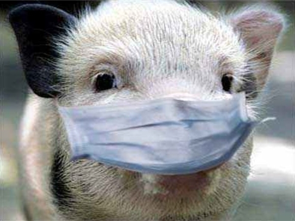 В Волгоградской области введен запрет на ввоз свиней