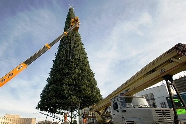 В Волжском установят семь новогодних елок