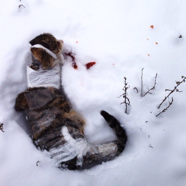 В Волжском садисты таскали обмотанного скотчем котенка по снегу