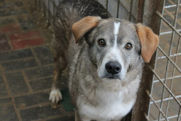 В краснослободском приюте «Дино» парализованный пес сделал первые шаги спустя три года