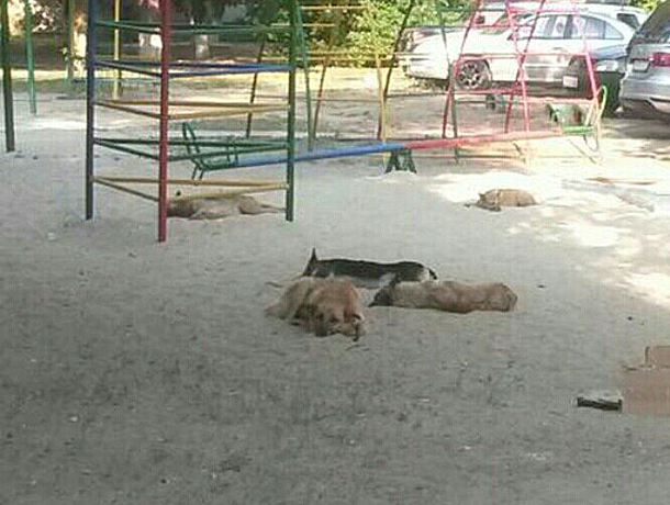 Стая из семи собак взяла в кольцо детскую площадку в Волжском, не пуская туда малышей