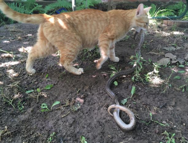 Кошка-крысолов рядом с домом волжан поймала змею