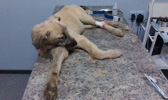 На севере Волгограда догхантеры жестоко избили щенка