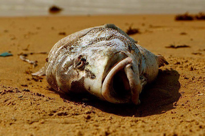 Причиной массовой гибели рыбы в Волгоградской области стала инфекционная болезнь