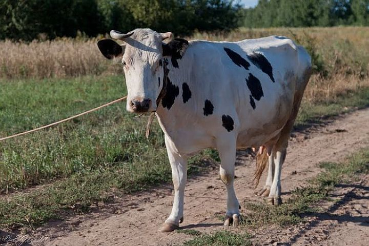 Под Волгоградом двое безработных украли у фермера 4 коров и бычка