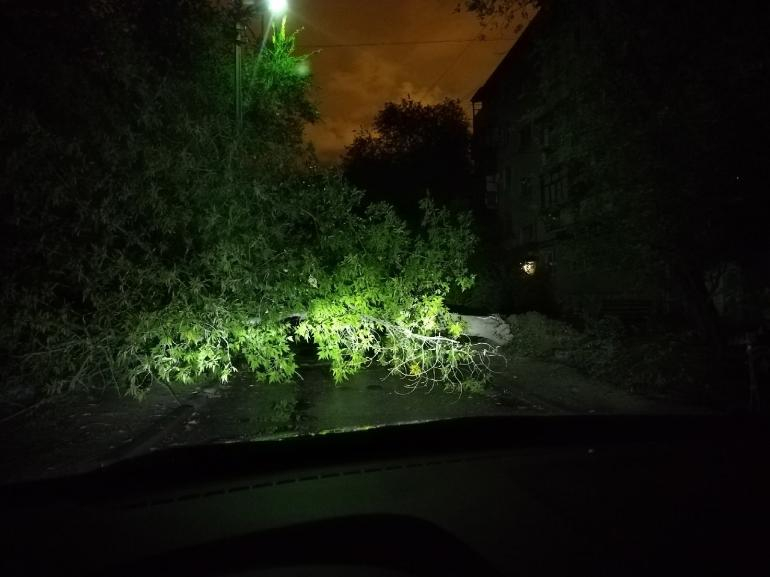 В Волжском на проезжую часть рухнуло дерево: фото