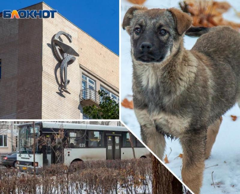 Травля пациентов, расстрел собак и сокращение транспорта: как начался 2022 год в Волжском