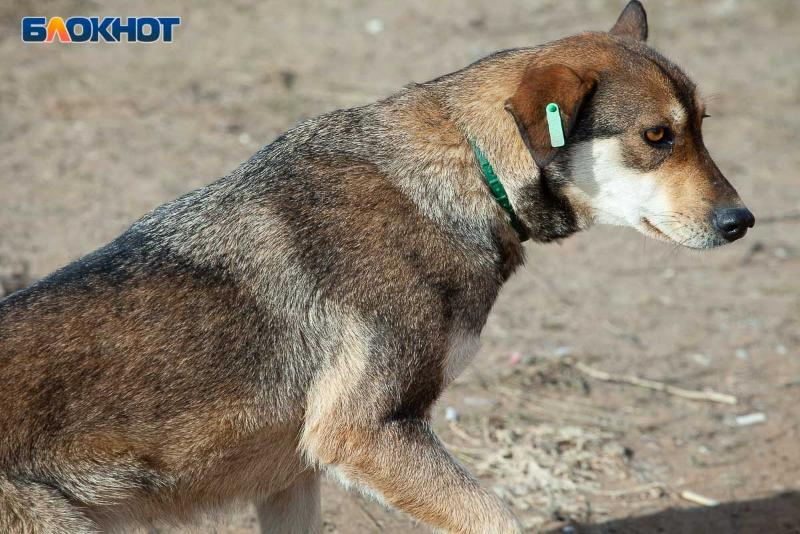 Почти 10 тысяч человек стали жертвами животных в этом году в Волжском и области