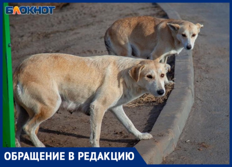 Агрессивная свора собак растерзала автомобиль в Волжском
