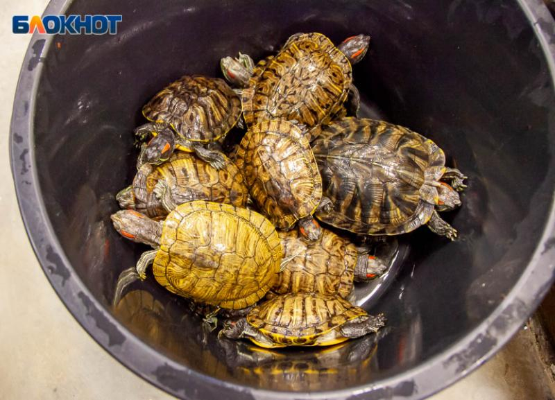 Красноухие агрессоры нападают на черепах в Волго-Ахтубинской пойме