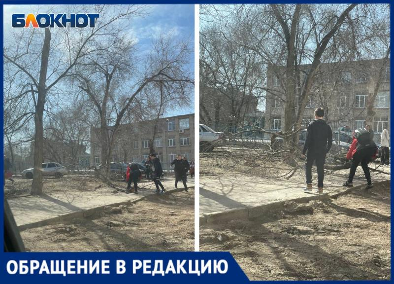 Сухое дерево едва не убило детей у одной из школ Волжского