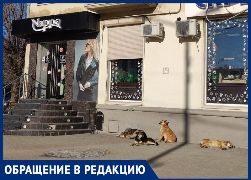 «Стая собак на Спутнике всех кошек растерзала»,- волжанка о наболевшей проблеме