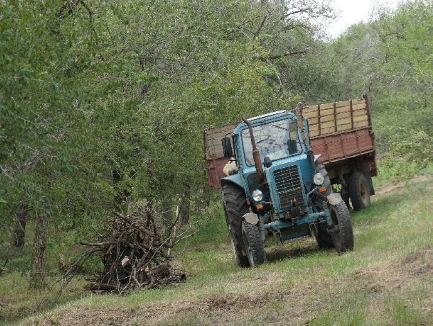 В Волжском уничтожают карантинный сорняк