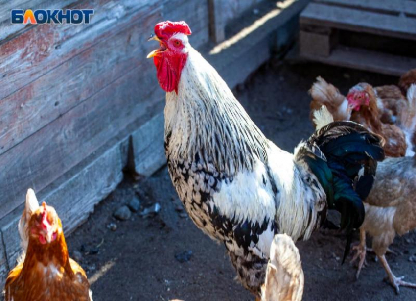 Летний зной и отсутствие ветра: Волжский превратится в «духовку» в воскресенье