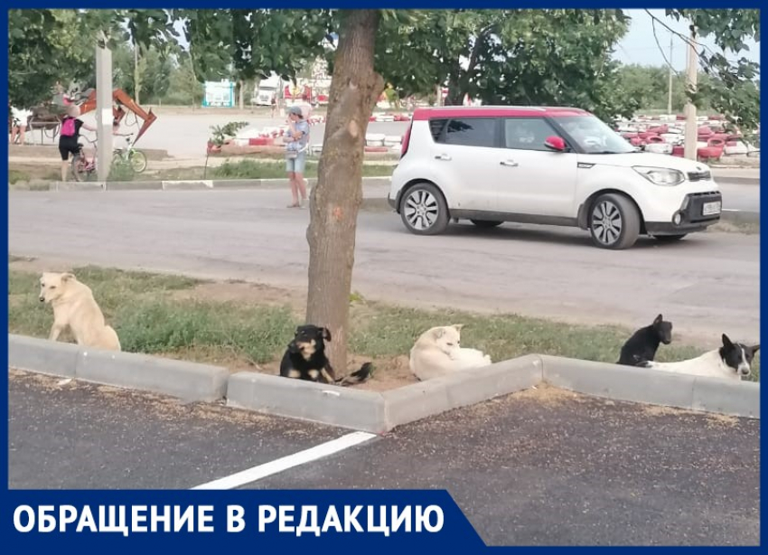 Стая диких собак поселилась в парке «Волжский»