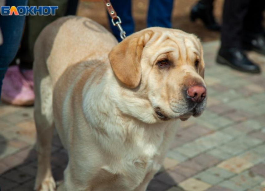 В Волжском реализуют проект по развитию канистерапии