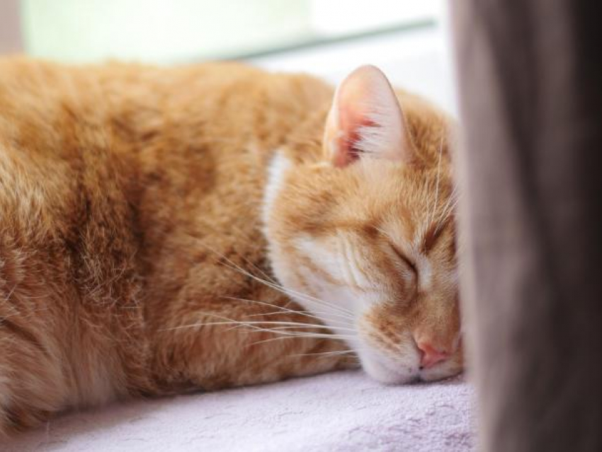 Спать или жить: 45% волжан не придерживаются нормы сна