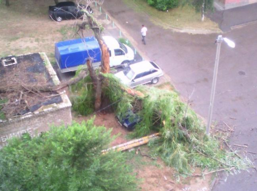 В Волжском автомобиль придавило деревом