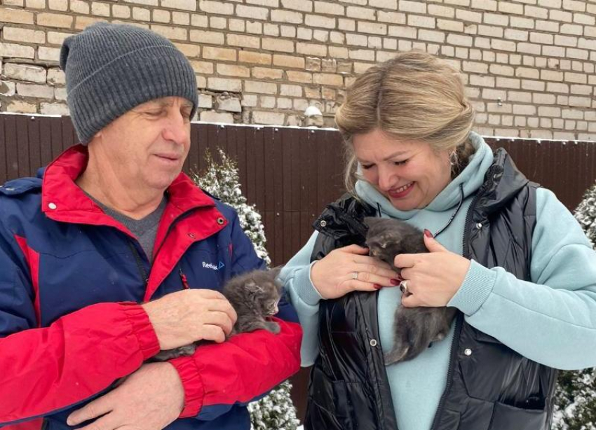 Спасенные от стаи собак котята нашли дом в Волжском
