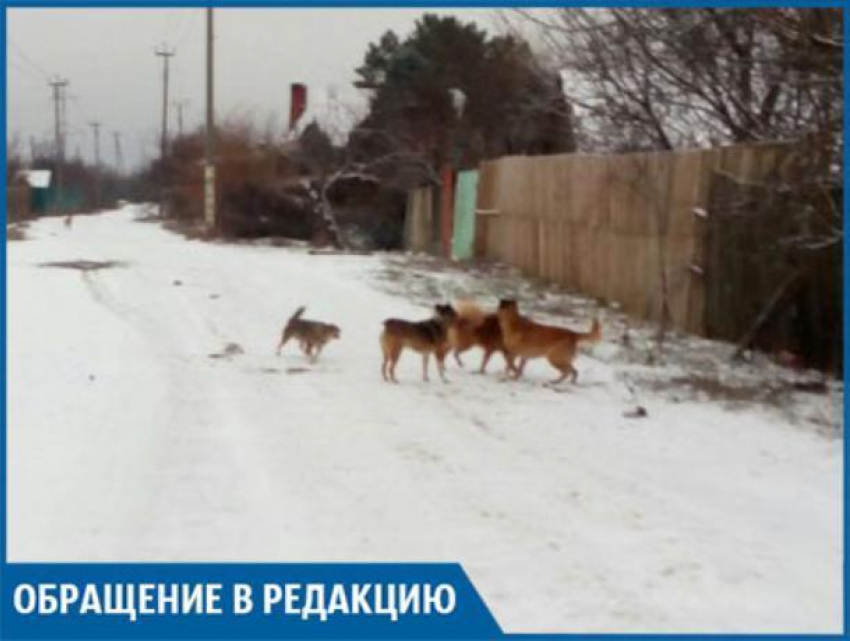 Стая собак постоянно преследует нашу семью на Зеленом, - волжанин