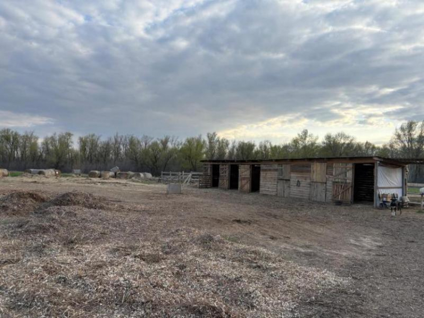 Лошади начали бояться людей: как в Волжском выхаживают животных после живодерских нападений