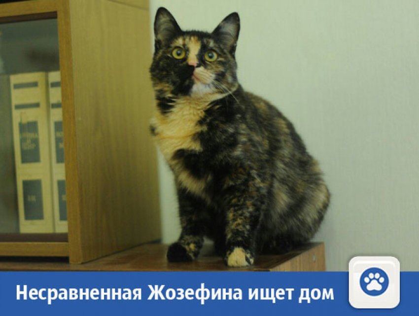 Несравненную Жозефину предложили в дар волжанам