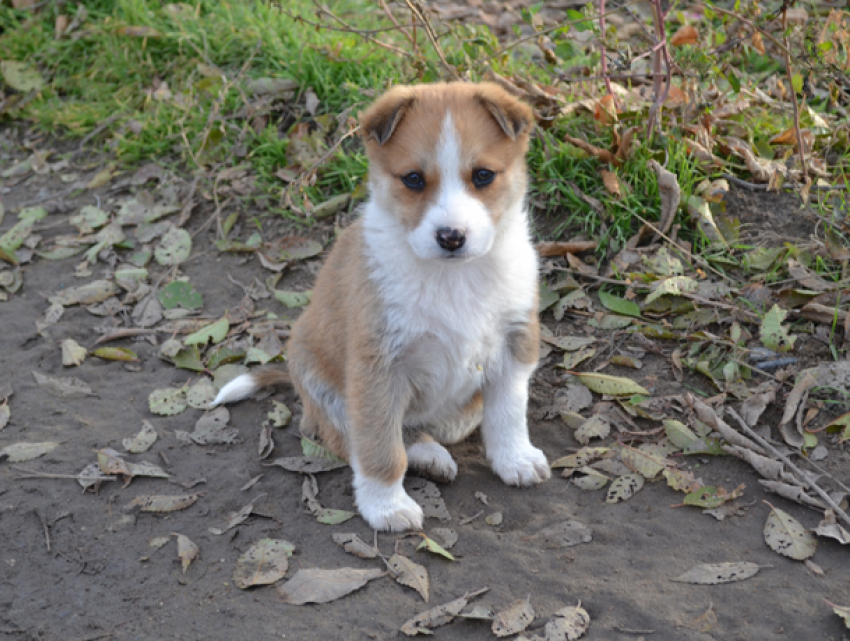 Пасмурным и дождливым выдался понедельник в Волжском 