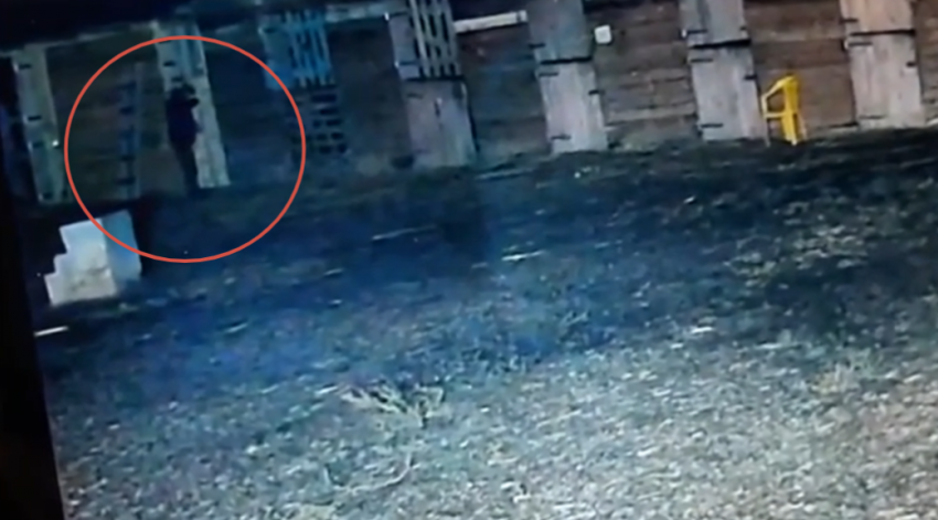 Животные не могут есть и пить: сотрудники волжской конюшни рассказали о состоянии отравленных кислотой животных