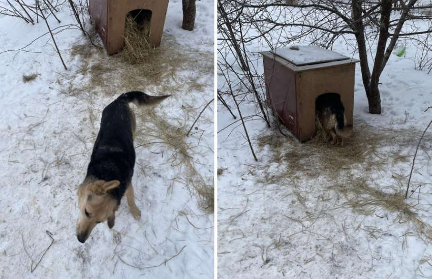 Как уличная собака обзавелась будкой и стала защитником двора в Волжском