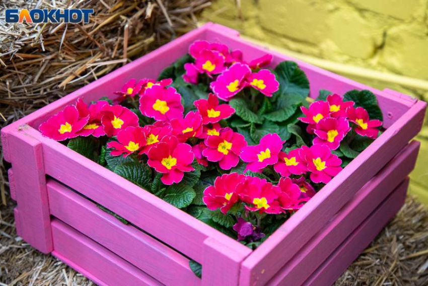 В Волжском пройдет праздничный вечер ко Дню всех влюбленных