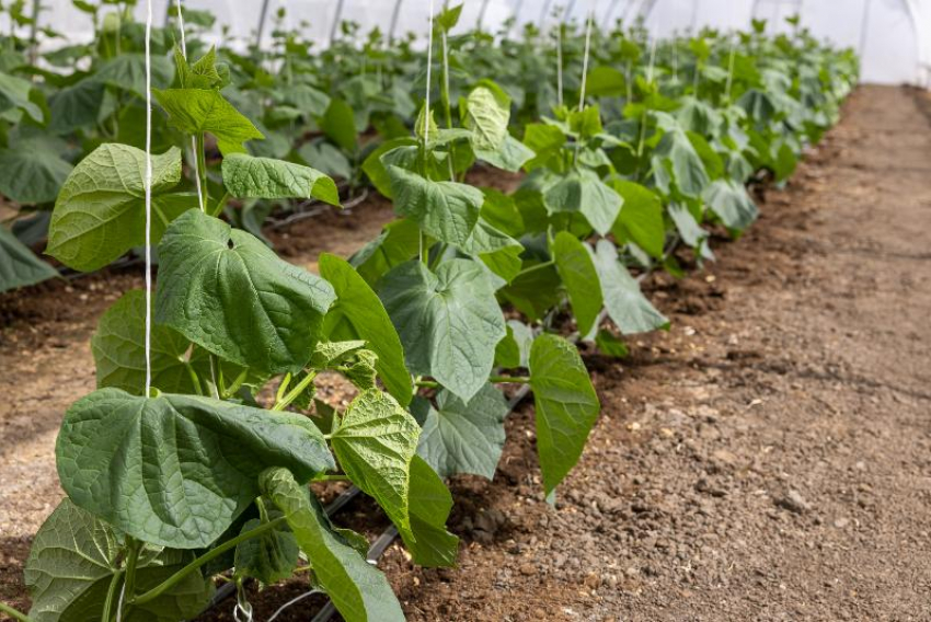 Волгоградские аграрии готовятся к новому сезону