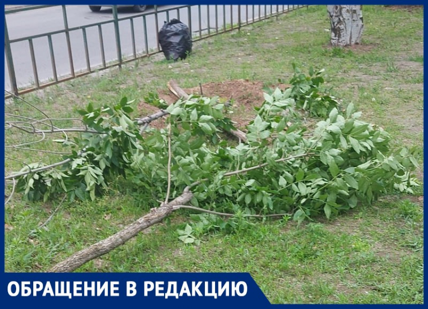 Неизвестные спилили молодые деревья в Волжском: видео