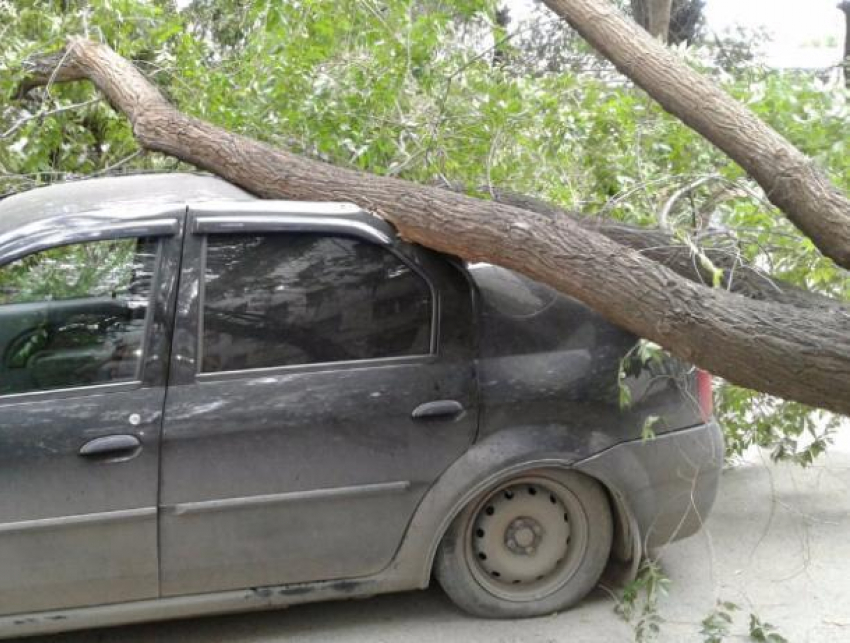 На машину волжанина свалилось дерево: водитель не может найти концов
