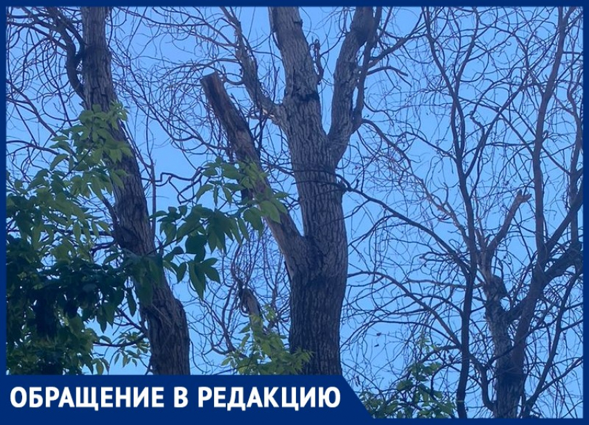 ЖЭУ 2 года ждет вышку в Волжском, чтобы спилить сухое дерево