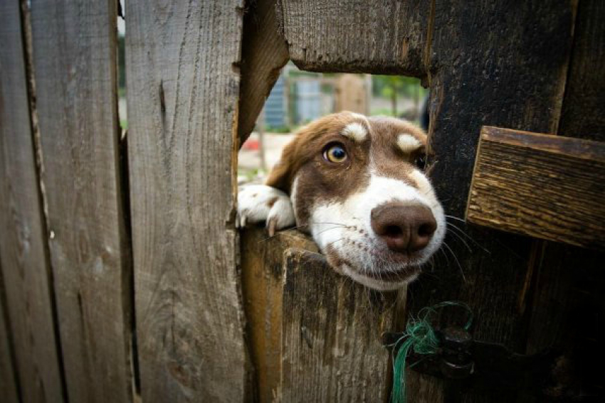 Власти Волжского потратят миллион на уничтожение бездомных собак