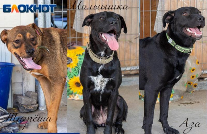 От мусорной свалки к фермерским просторам: история трех щенков, покорившая сердца волжан, получила счастливое продолжение