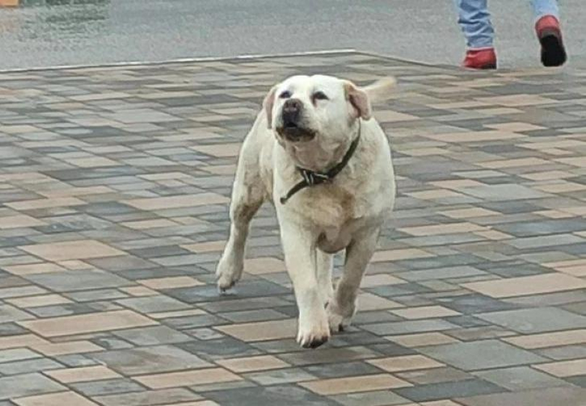 Старушка-лабрадора с травмой лапы пропала в Волжском