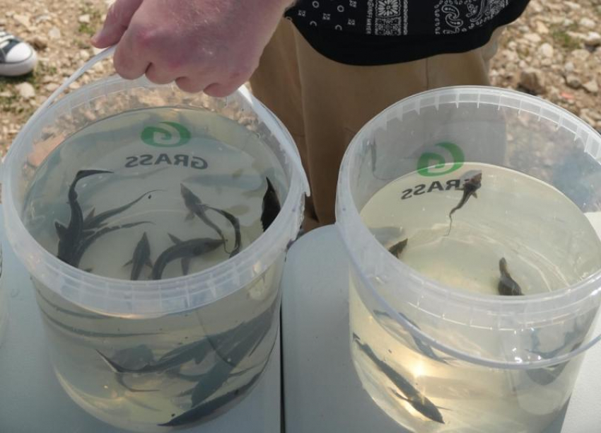 10 тысяч молоди стерляди выпустили в Волгоградское водохранилище