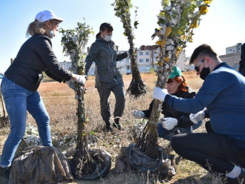 На главной высоте России - высадят сеянцы сосны и катальпы