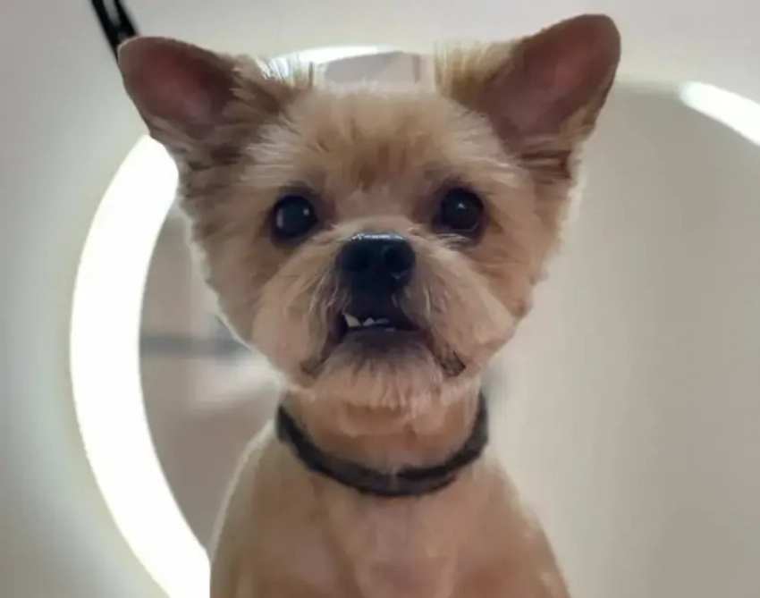 Схватил и унес: в Волжском среди бела дня похитили йорка Масика