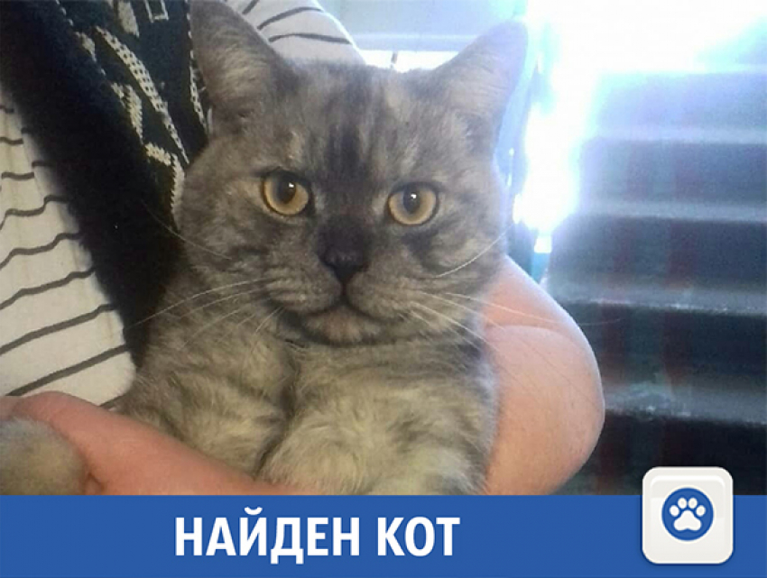 Найден кот: ищем старых или новых хозяев среди волжан