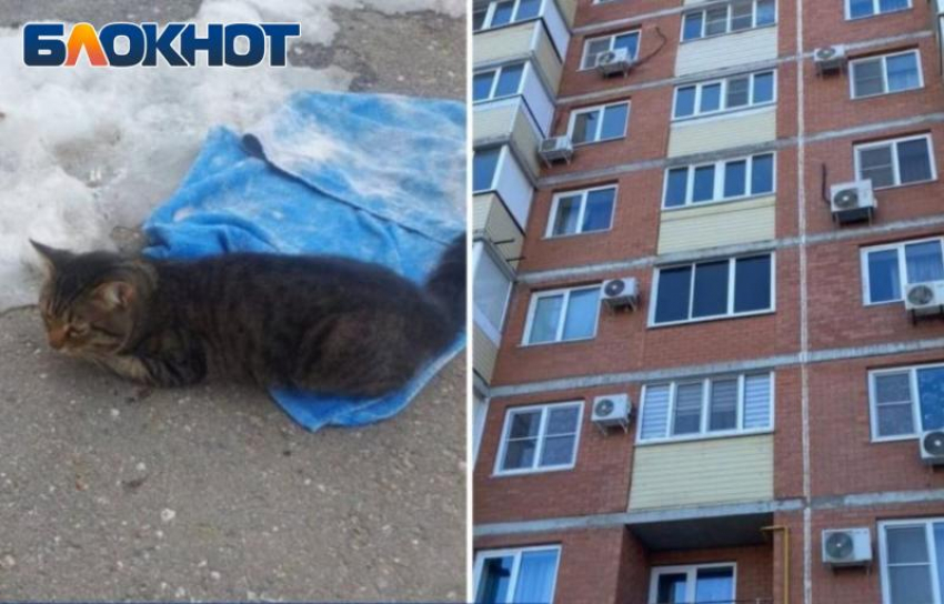 Волжанин, выбросивший кота с 10-го этажа предстанет перед судом