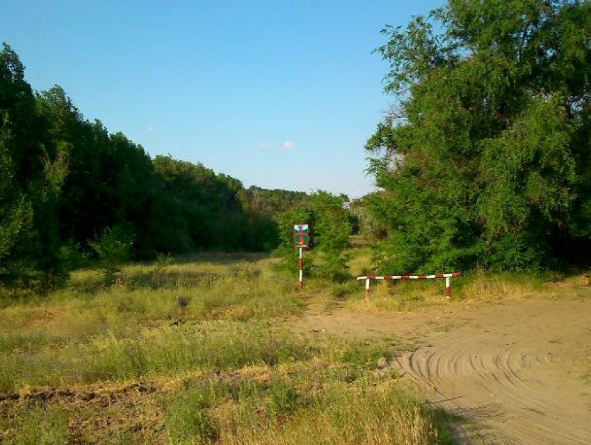 В регионе въезд в леса ограничен до ноября