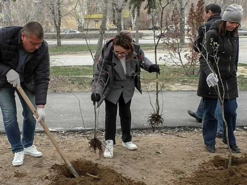 В честь 70-летия Волжского жители высадили 70 кустов сирени